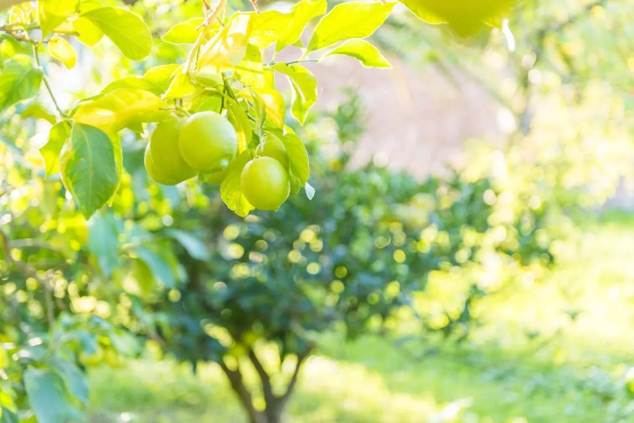 Vila A Baix Des Puig Sóller Prázdninový dům